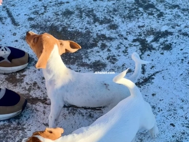 jack Russel