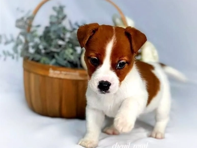 Chiots Jack Russell Jack Russel terrier