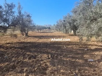 TERRAIN HIRONDELLE I Sidi Hammed T1007