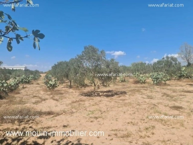 FERME ELECTRA Hammamet, Borj Hfaiedh T971