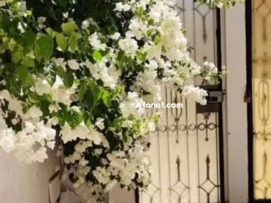 rez de jardin