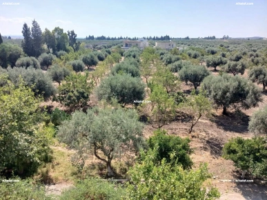 سانية زيتون 1.5 كم علي وسط زغوان