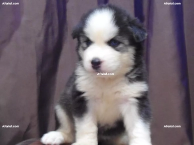 Husky Malamute Husky Malamute