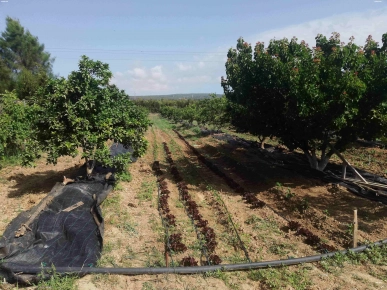 ferme / sénia à El AZIB