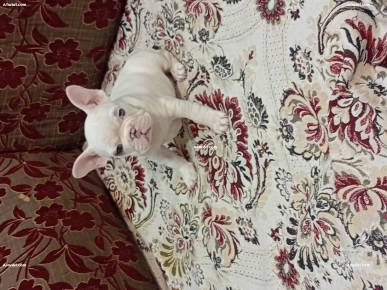 à vendre chiot bouledogue français, pur race