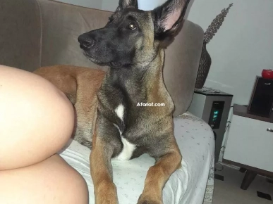 chienne malinois chienne malinois