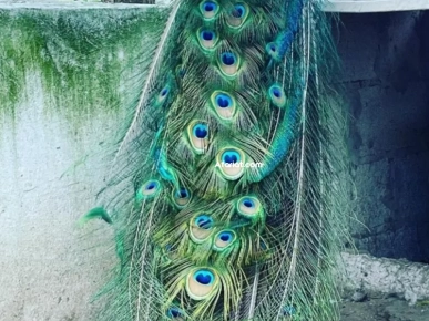 Disponible paon bleu Disponible paon bleu