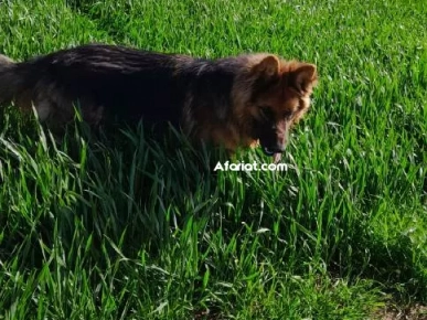 berger allemend age 16 mois vacciné sociable
