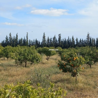 une ferme à vendre de la ville Sidi Hamed à Hammamet une ferme à vendre de la ville Sidi Hamed à Hammamet