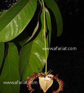Annonce d'Offre catégorie Autres à Sfax Ville région de Sfax: Huiles essentielles bios, graines et plantes exotique 