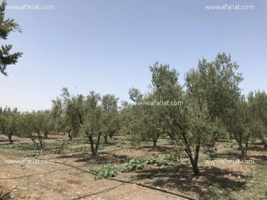 Ferme d’oliviers de 5 hectares à vendre à Soliman