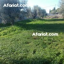Annonce d'Offre catégorie Terrains à Hammamet région de Nabeul: Terrain dans un cartier calme 