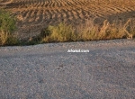 Annonce d'Offre catégorie Terrains à Hammamet région de Nabeul: terrain a vendre 