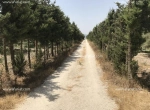 Annonce d'Offre catégorie Terrains à Soliman région de Nabeul: Ferme d’oliviers de 5 hectares à vendre à Soliman 