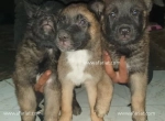 Annonce d'Offre catégorie Animaux domestiques à Ras Jebel région de Bizerte: chiens malinois 