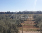 Annonce d'Offre catégorie Terrains à Borj El Amri région de Manouba: Ferme de 08 hectares à Borj El Amri 