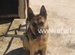 Annonce d'Offre catégorie Animaux domestiques à Mégrine région de Ben Arous: chien berger 
