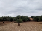 Annonce d'Offre catégorie Terrains à Chebba région de Mahdia: Vente 40 oliviers 
