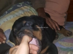 Annonce d'Offre catégorie Animaux domestiques à Ouardia région de Tunis: Chien Rottweiler 