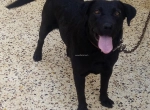 Annonce d'Offre catégorie Animaux domestiques à Soliman région de Nabeul: chien labrador noir 