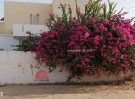 Annonce d'Offre catégorie Maison à Djerba - Houmt Souk région de Médenine: A VENDRE UNE GRANDE VILLA A HOUMT SOUK DJERBA 