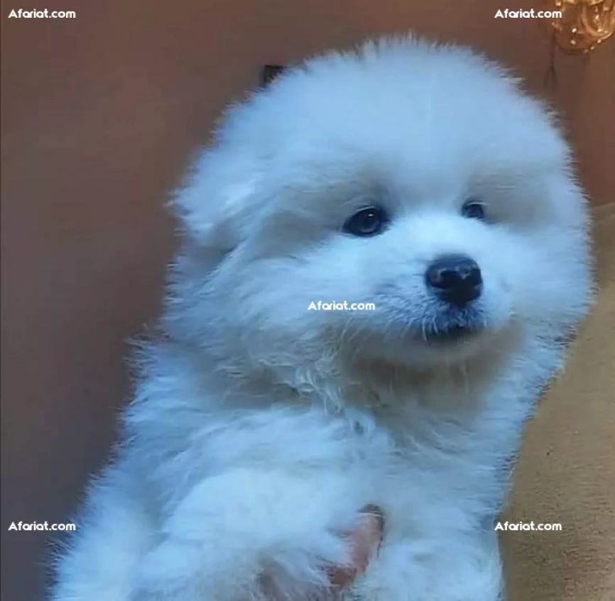 Samoyede femelle a vendre