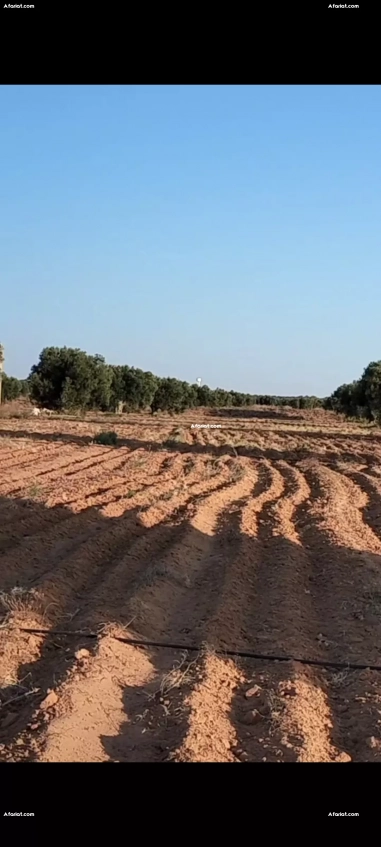للبيع أرض فلاحية صفاقس 19 هكتار زيتون شملالي  كبير و مثمر  #مباشر