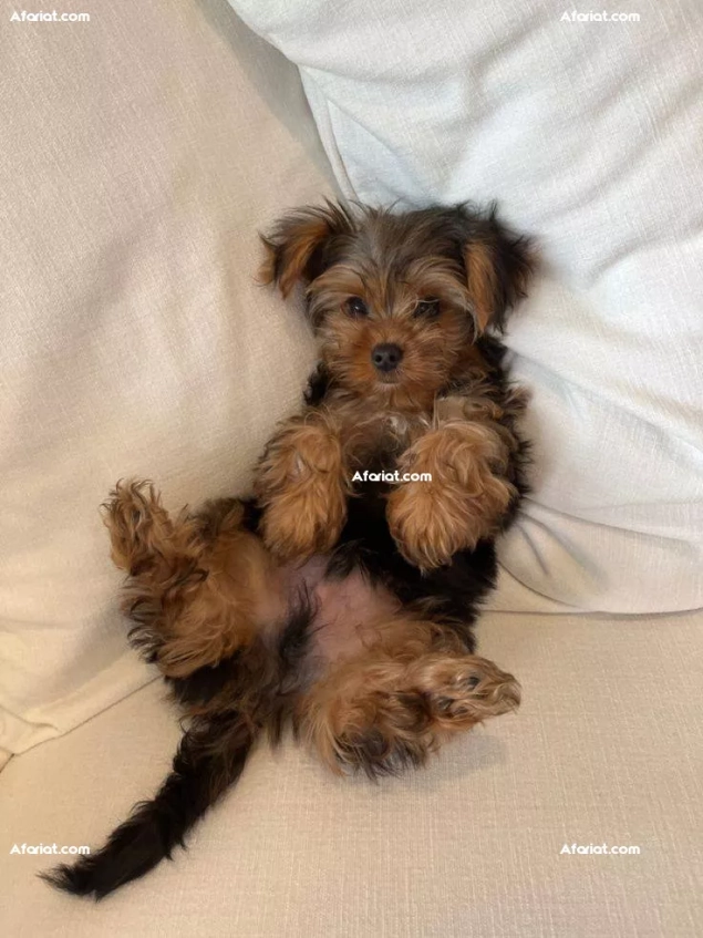 Yorkshire terrier
