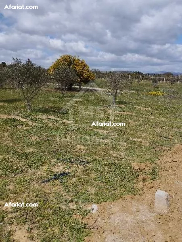 Un lot de terrain de 500 m² à vendre à 60 MD à Hammamet Sud