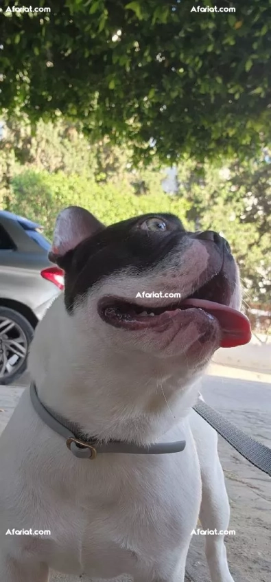 #للبيع contact WhatsApp 23 527 657 Cane in vendita Chien à vendre