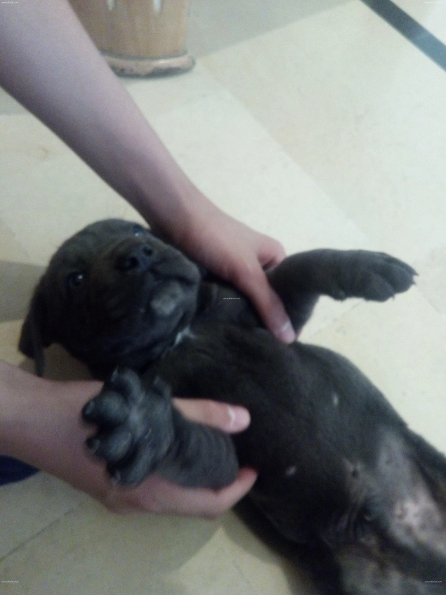 Cane Corso Of Tunisia Kennel Elevage Cane Corso Italiano Tunis Tunisia Facebook