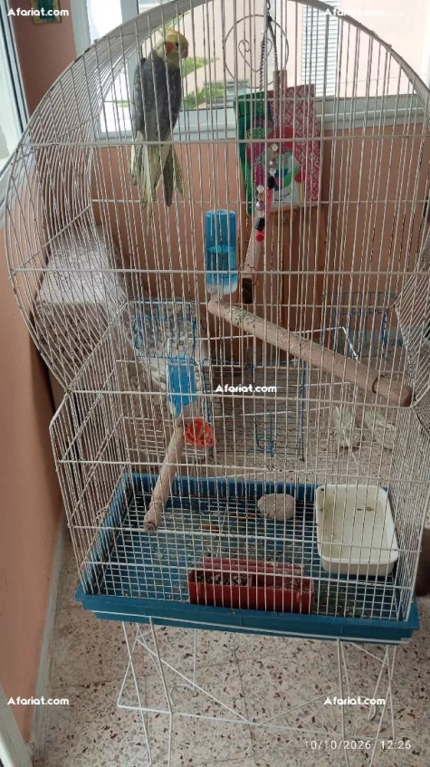 Calopsitte avec son cage sur support