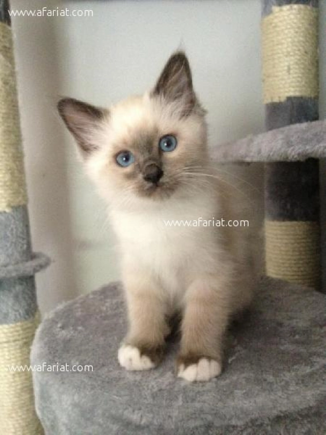 Chaton Siamois A Petit Prix Afariat Com