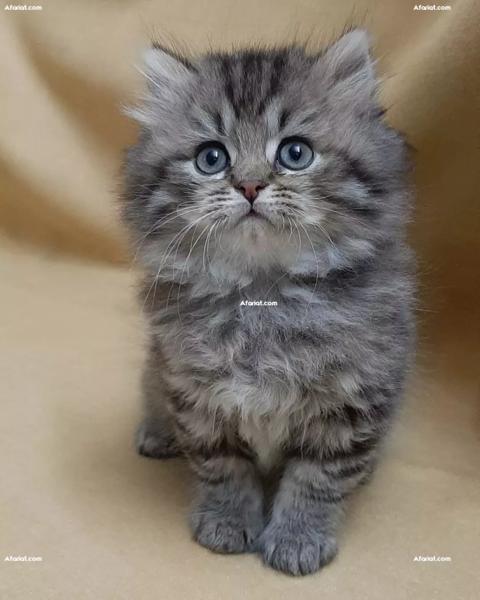 Buy Britishshorthair Kittens