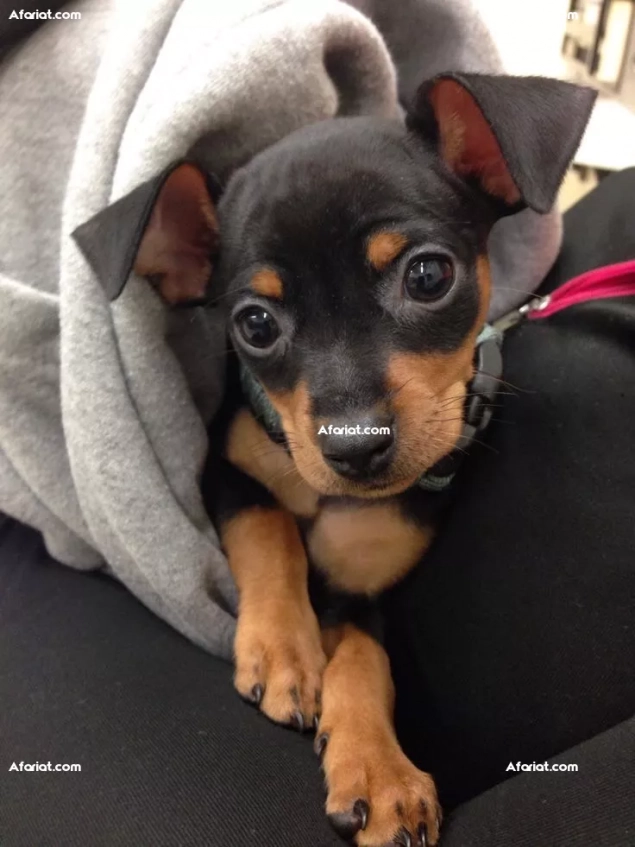 chihuahua male 3mois
