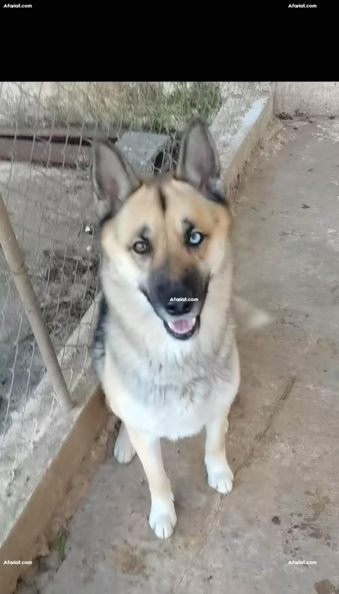 Avendre husky shepsky