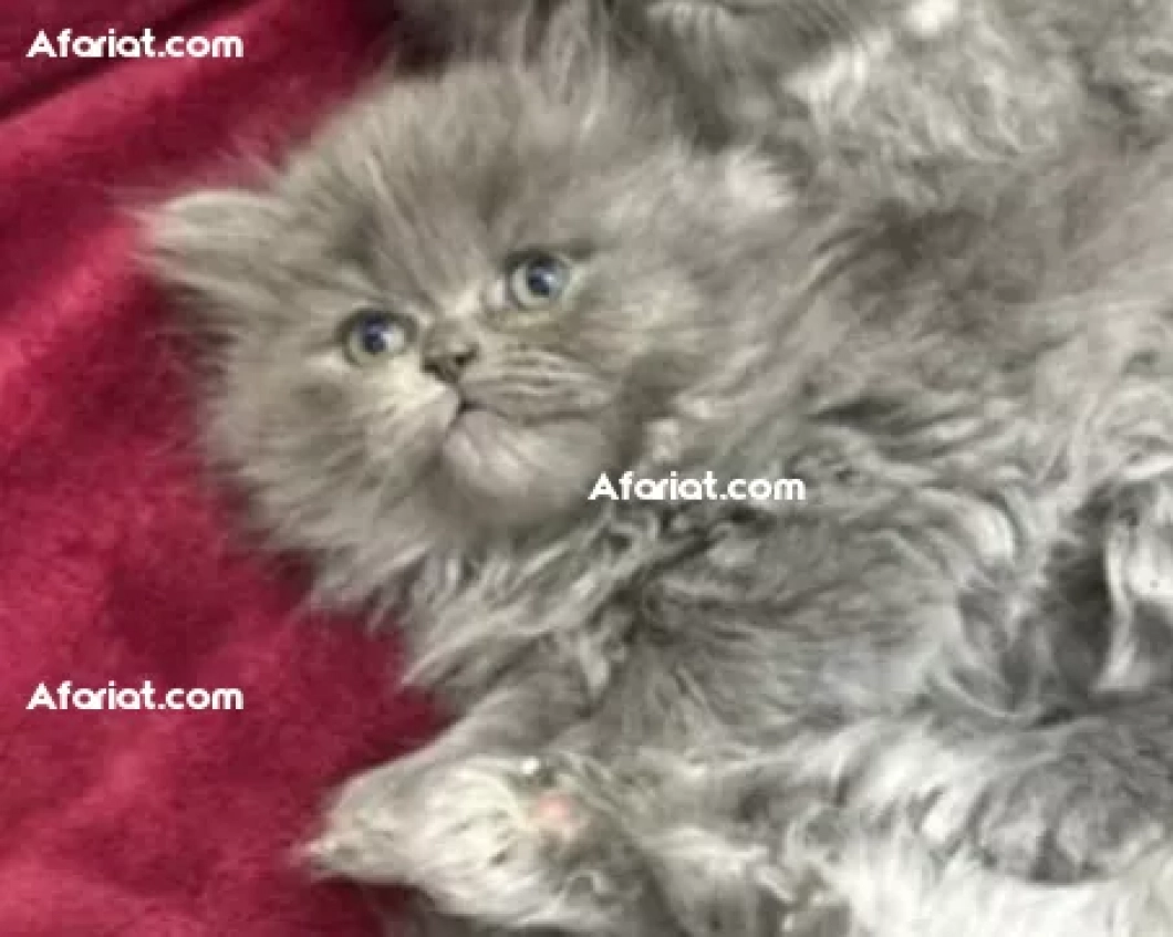 Chaton à vendre