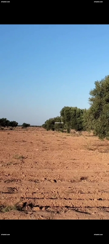 للبيع أرض فلاحية صفاقس 19 هكتار زيتون شملالي  كبير و مثمر