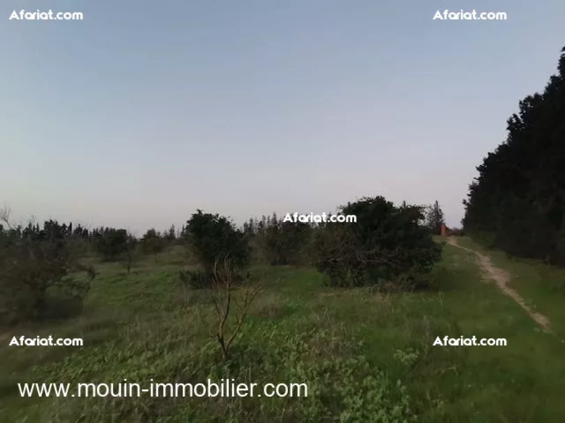 TERRAIN SIDRA Borj Hfaiedh T1199