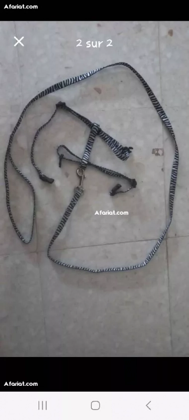 harnais chat et lesse