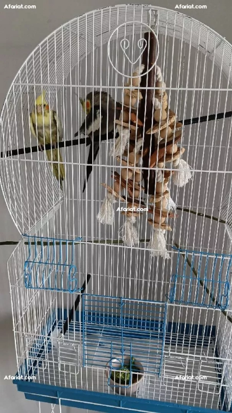 cages + couples