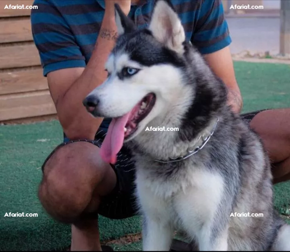 Husky (F)...