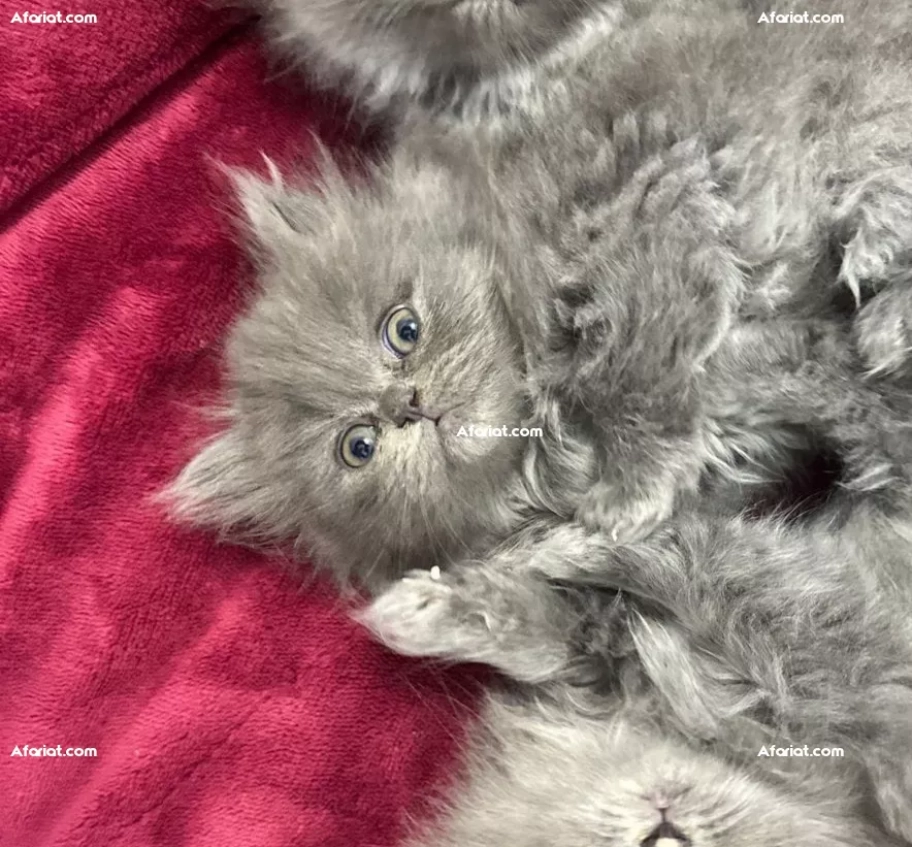 Chaton à vendre