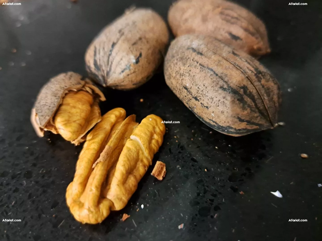 Noix de Pecan