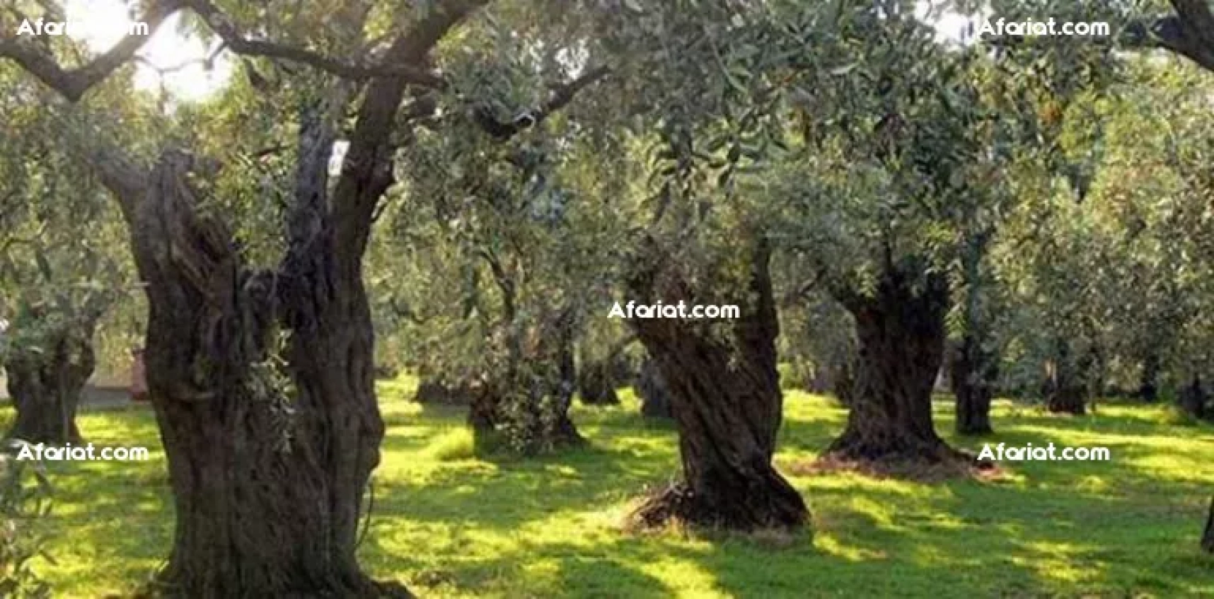 Terre d'oliviers : un champ d'oliviers : plantation d'oliviers da