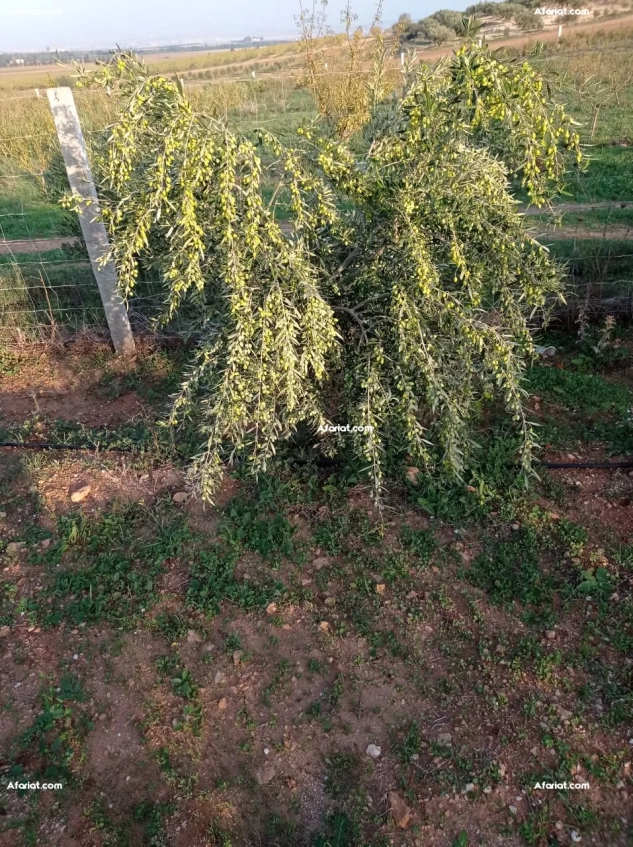 Huile d'olive extra vierge (koroneiki)