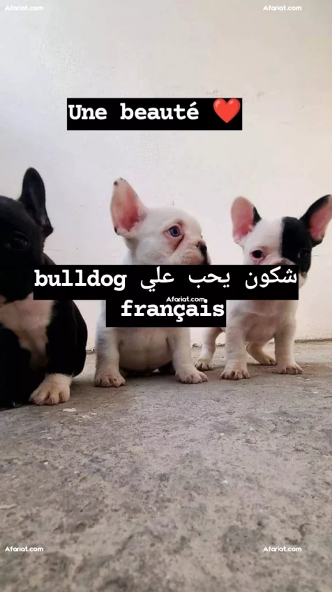Bulldog français