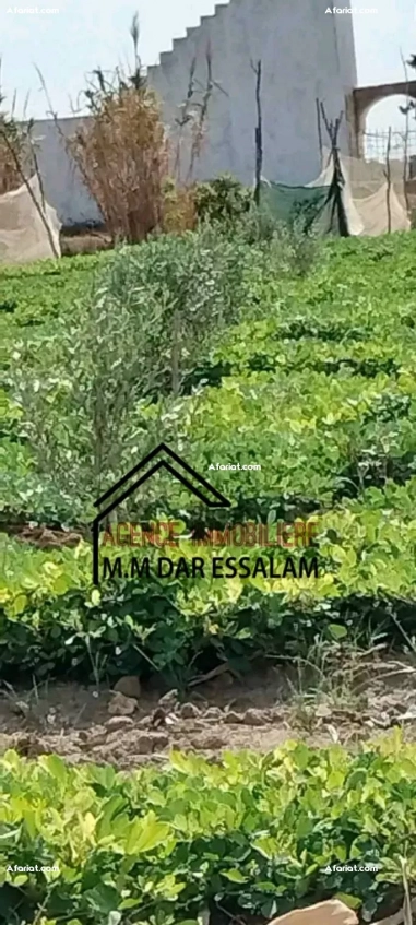 terrain contenant plusieurs arbres