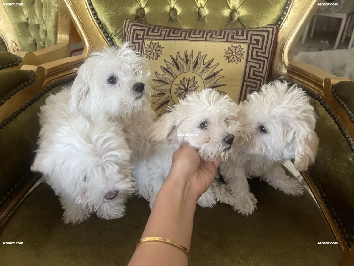 À la recherche d’un foyer doux pour ces petits anges