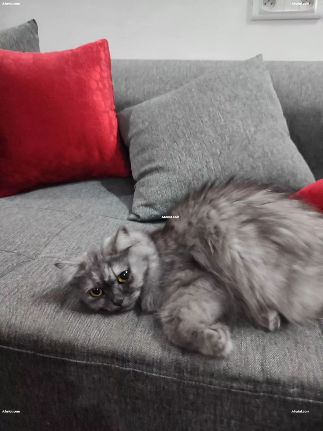À ADOPTER – Chatte Persane femelle